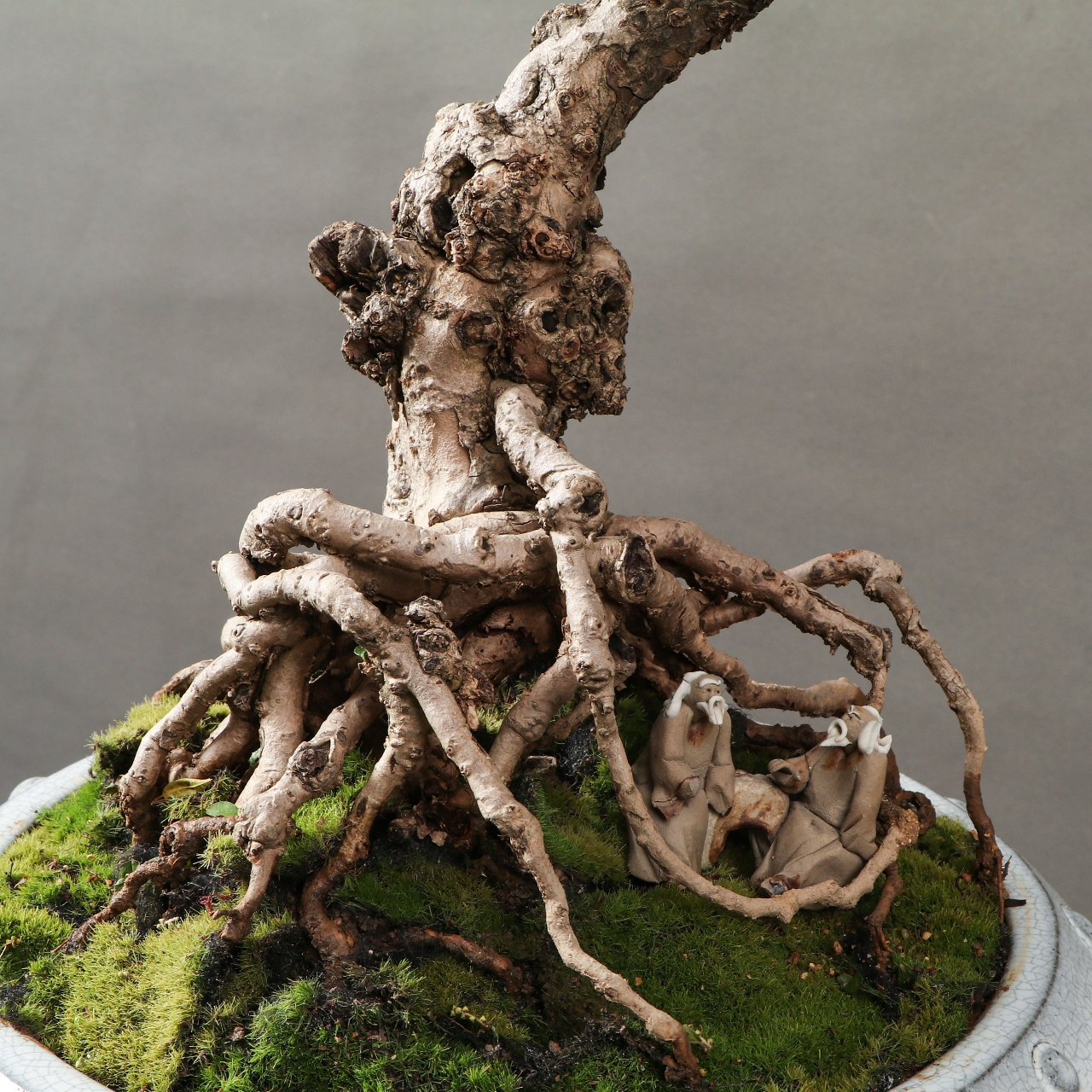 小叶福建茶盆景