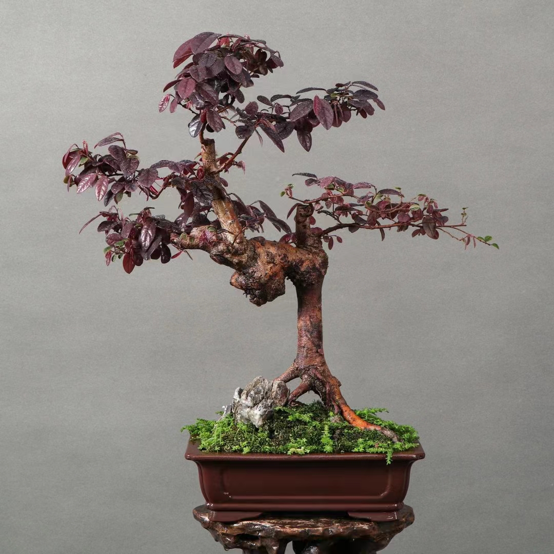 红花继木桌面老盆景