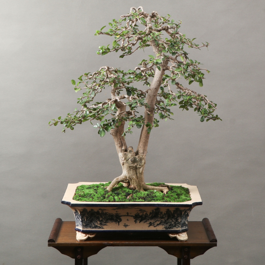 一本双杆海南博兰盆景