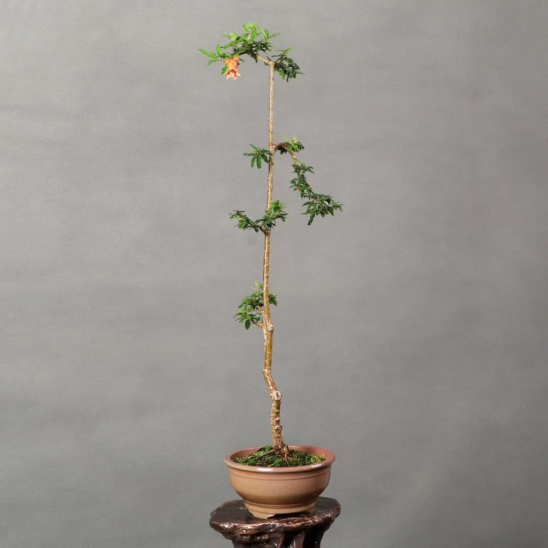 高杆文人石榴盆景,挂果,石榴寓意多子多福,高78公分