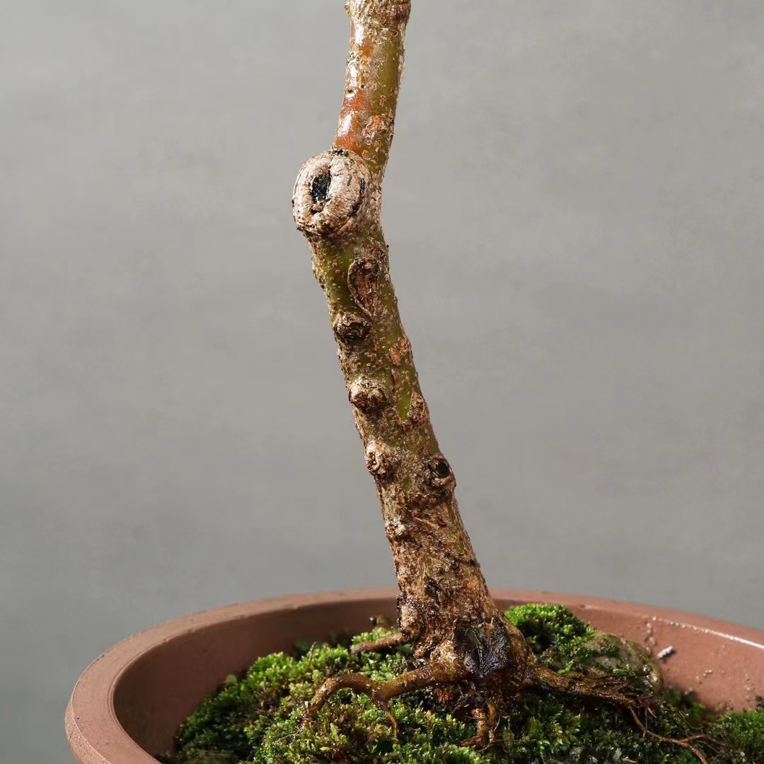 高杆文人石榴盆景,挂果,石榴寓意多子多福,高78公分