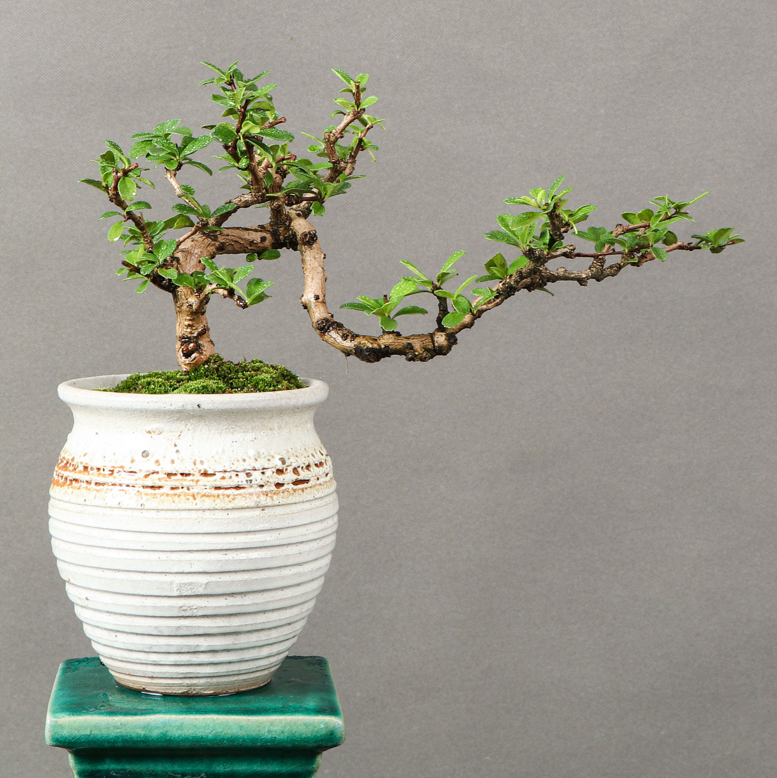 福建茶盆景图片,四季常青花小洁白,优良的观叶植物#我要上热门# #春游