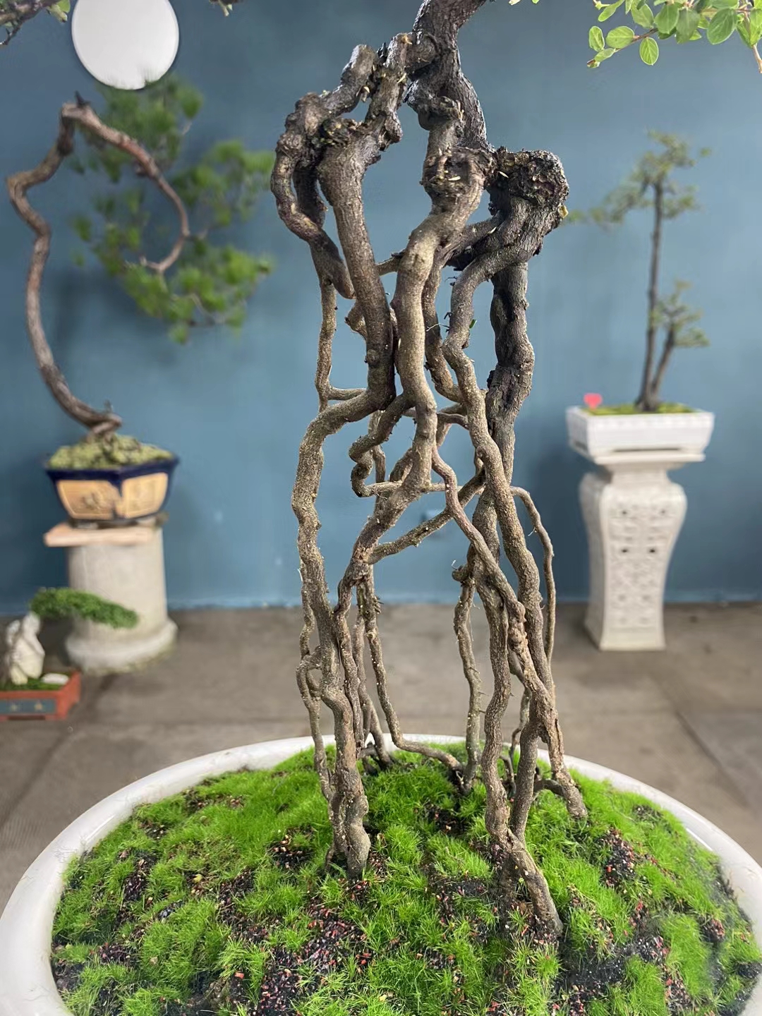 小叶铁包金盆景