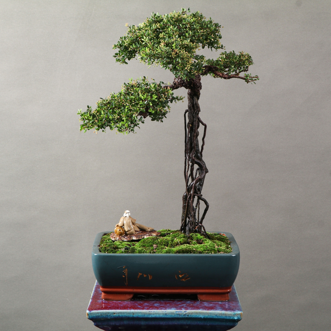 95小叶铁包金盆景开花结果78  你们见过小叶铁包金盆景开花结果吗