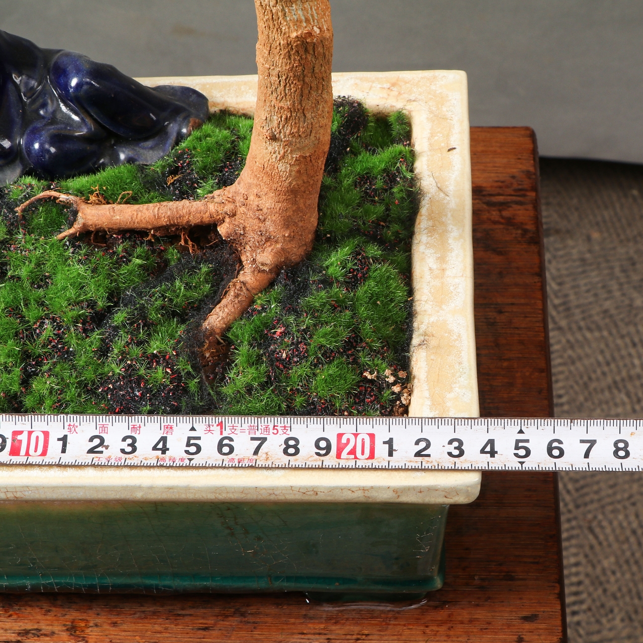 文人博兰盆景,有枝爪,开花结果,真是个好东西!