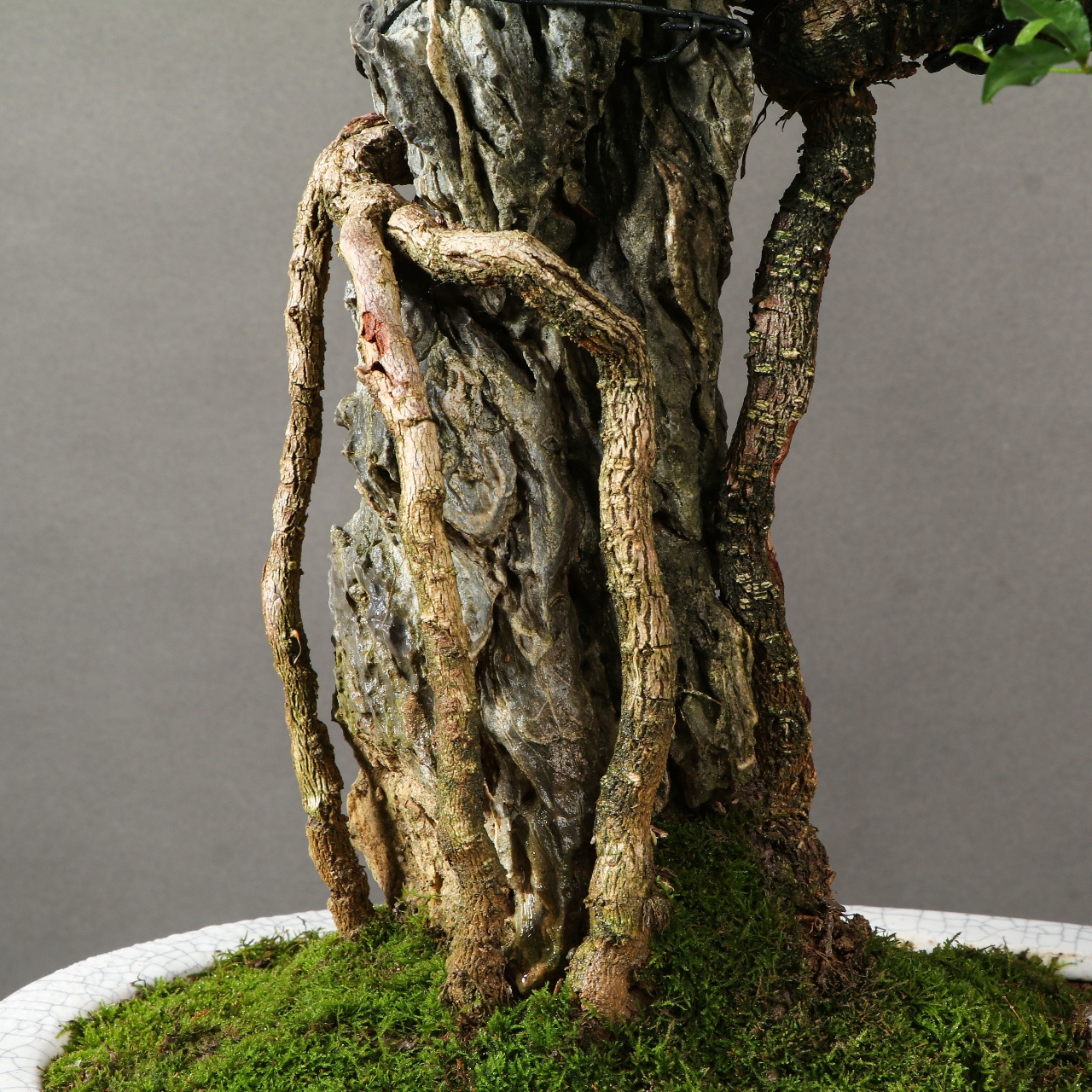 抱石台湾李氏樱桃盆景,树石融合,开花结果,樱桃绿植盆景,客厅阳台庭院