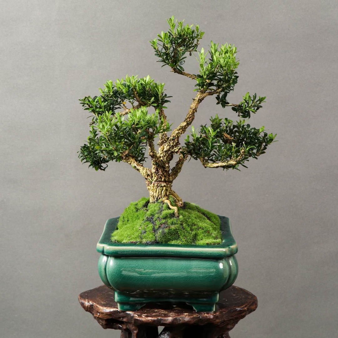 矮霸雀舌黄杨,年功老桩,杆粗老桩,石湾盆,如图实拍,#健康早知道