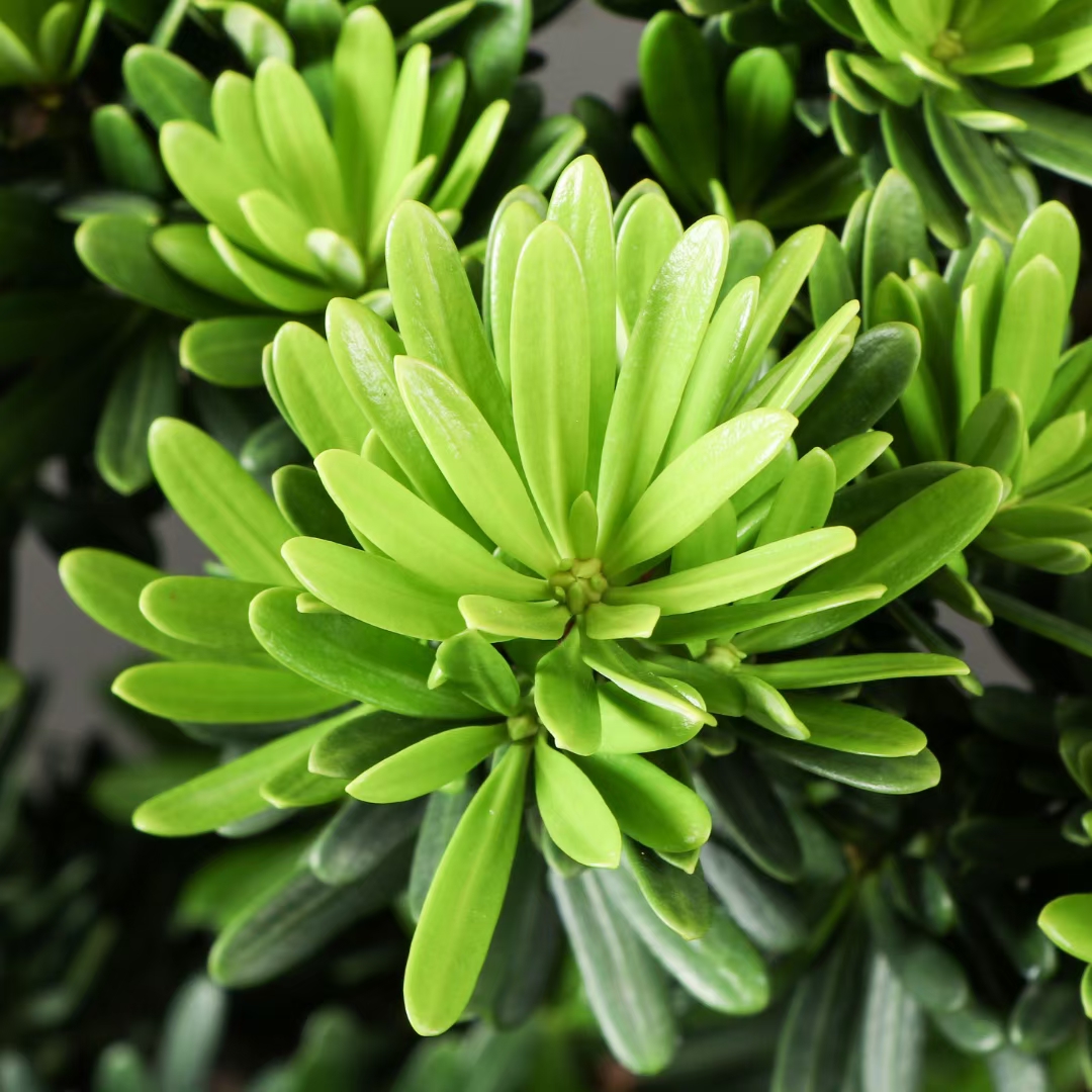 金钻罗汉松盆景#我要上热门