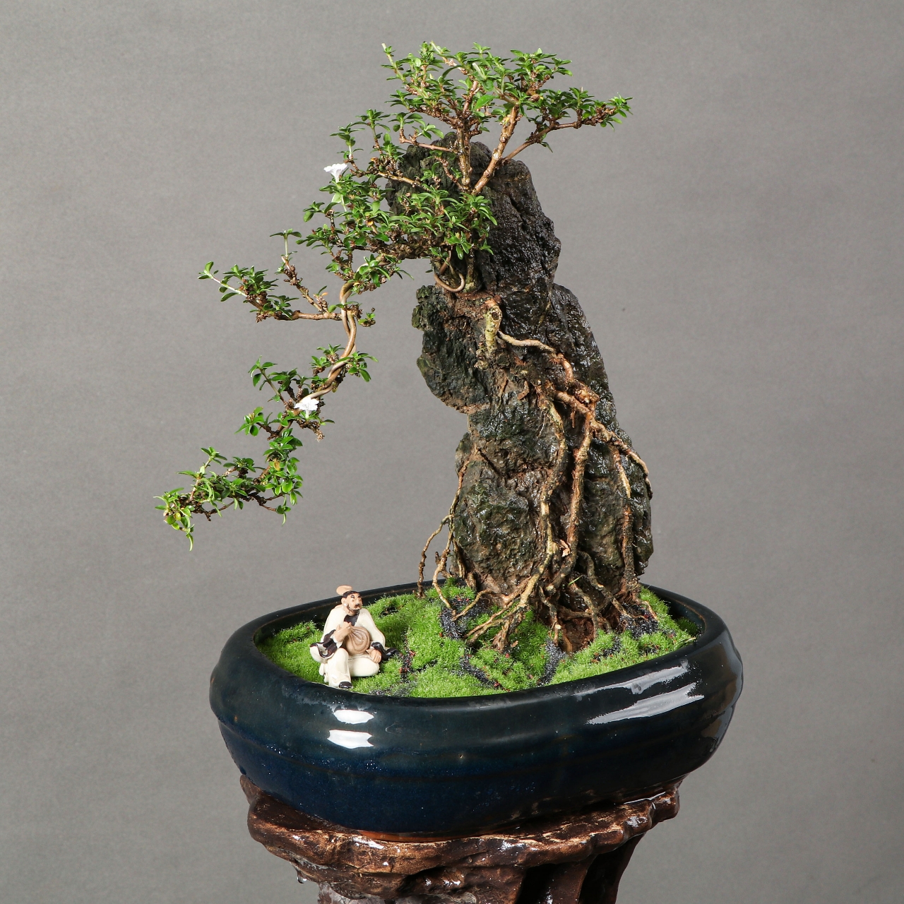 99我入手的这款紫花满天星盆景真的让我又爱又惊喜!