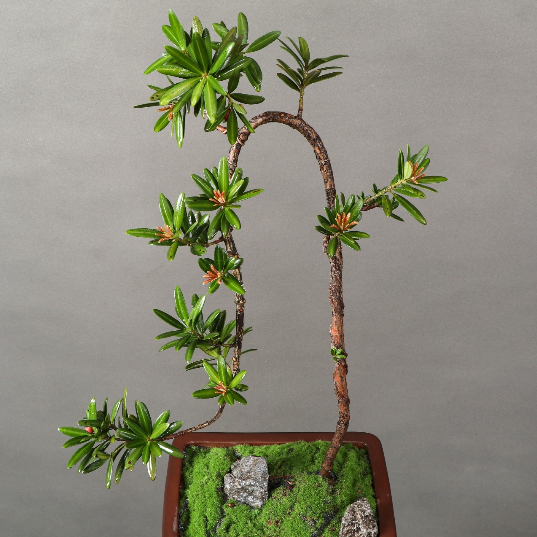 海岛红芽罗汉松, 千年古树气雄宏. 叶如翡翠枝如龙, 威武挺立壮海中.