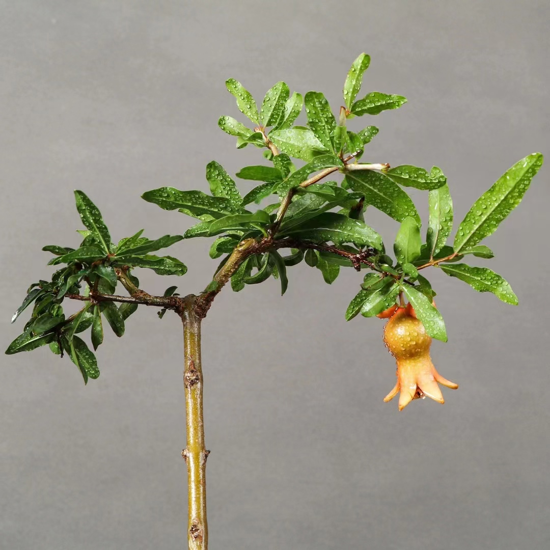 高杆文人石榴盆景,挂果,石榴寓意多子多福,高78公分