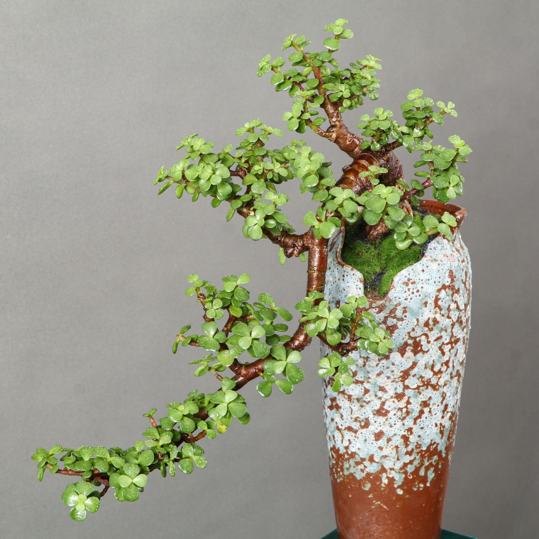 91不得不提的老桩金枝玉叶盆景!