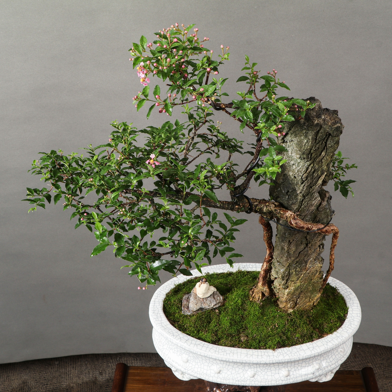 抱石台湾李氏樱桃盆景,树石融合,开花结果,樱桃绿植盆景,客厅阳台庭院