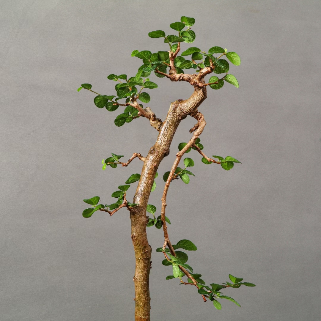 91高杆文人海南博兰,陶瓷盆精美绝伦!