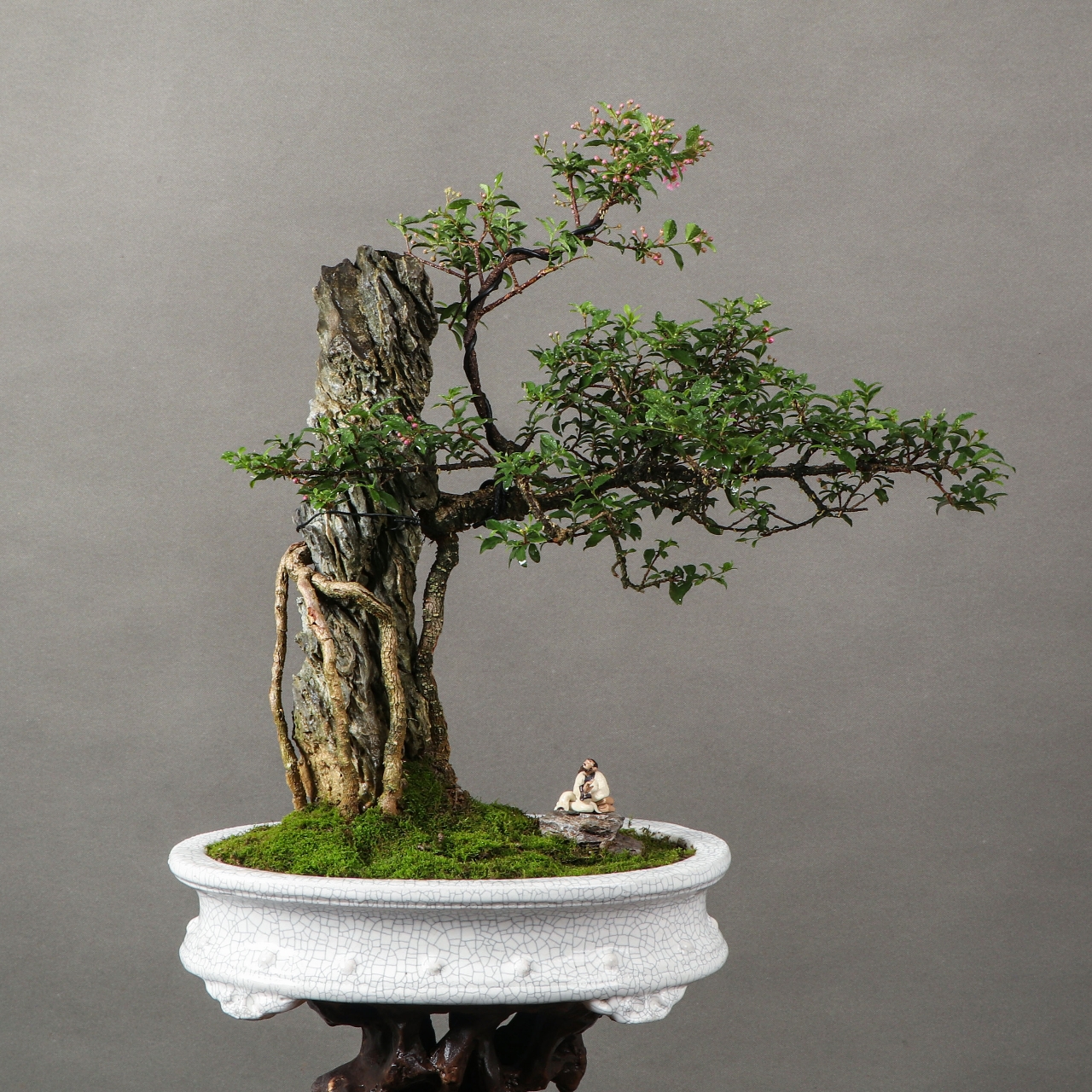 抱石台湾李氏樱桃盆景,树石融合,开花结果,樱桃绿植盆景,客厅阳台庭院