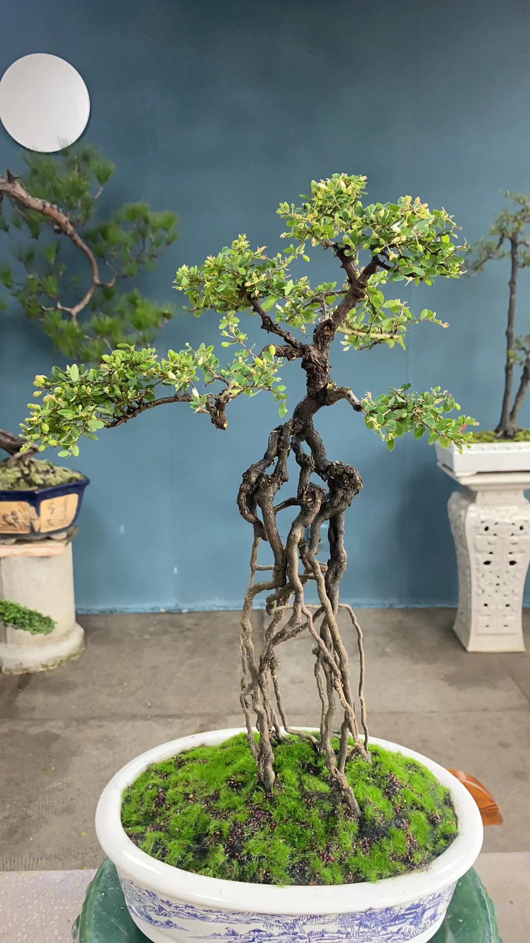 小叶铁包金盆景