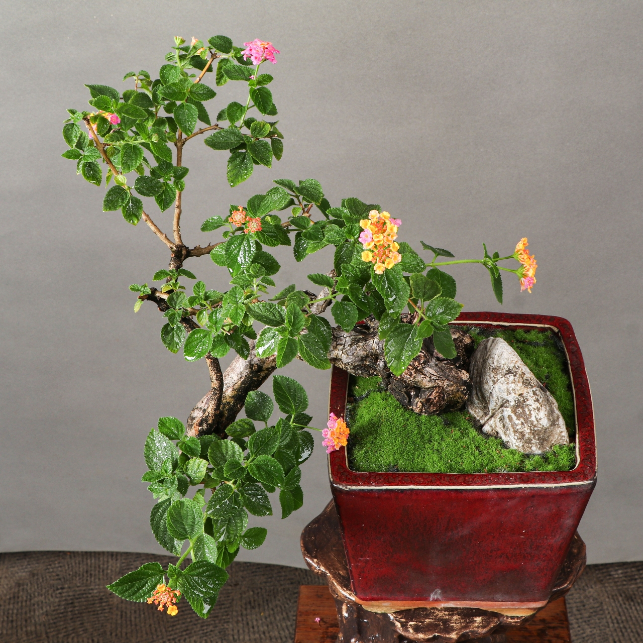 五色梅盆景有着极高的观赏价值,它的花语代表着开朗活泼的意思,可以送