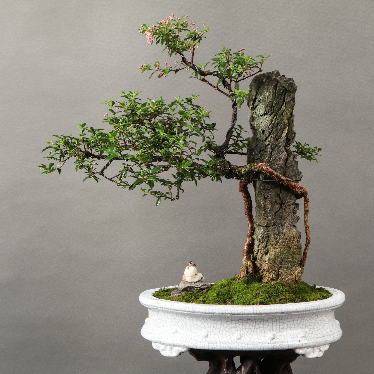 抱石台湾李氏樱桃盆景,树石融合,开花结果,樱桃绿植盆景,客厅阳台庭院