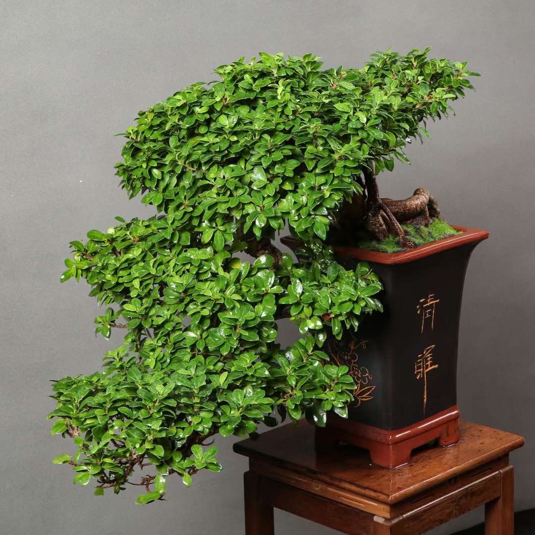 悬崖榕树盆景,榕树象征着长寿,吉祥,榕树由于树形重大,根系兴旺"有容