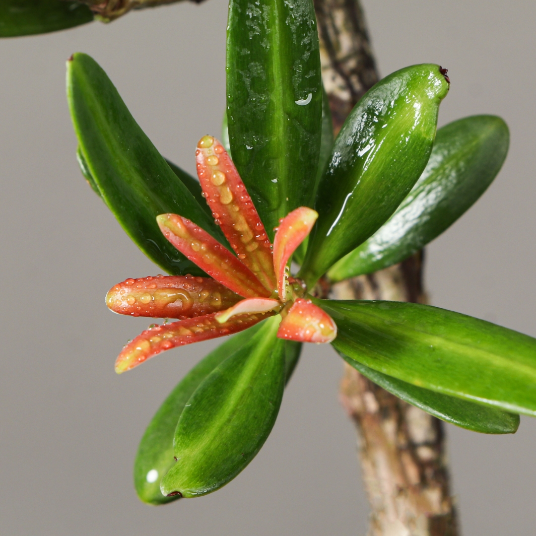 海岛红芽罗汉松, 千年古树气雄宏. 叶如翡翠枝如龙, 威武挺立壮海中.
