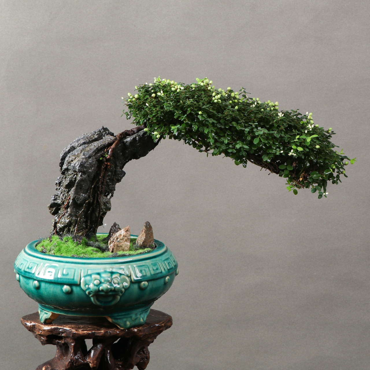 漏一棵状态非常棒的铁包金,挂满果状态大好,微缩石阵别有趣味