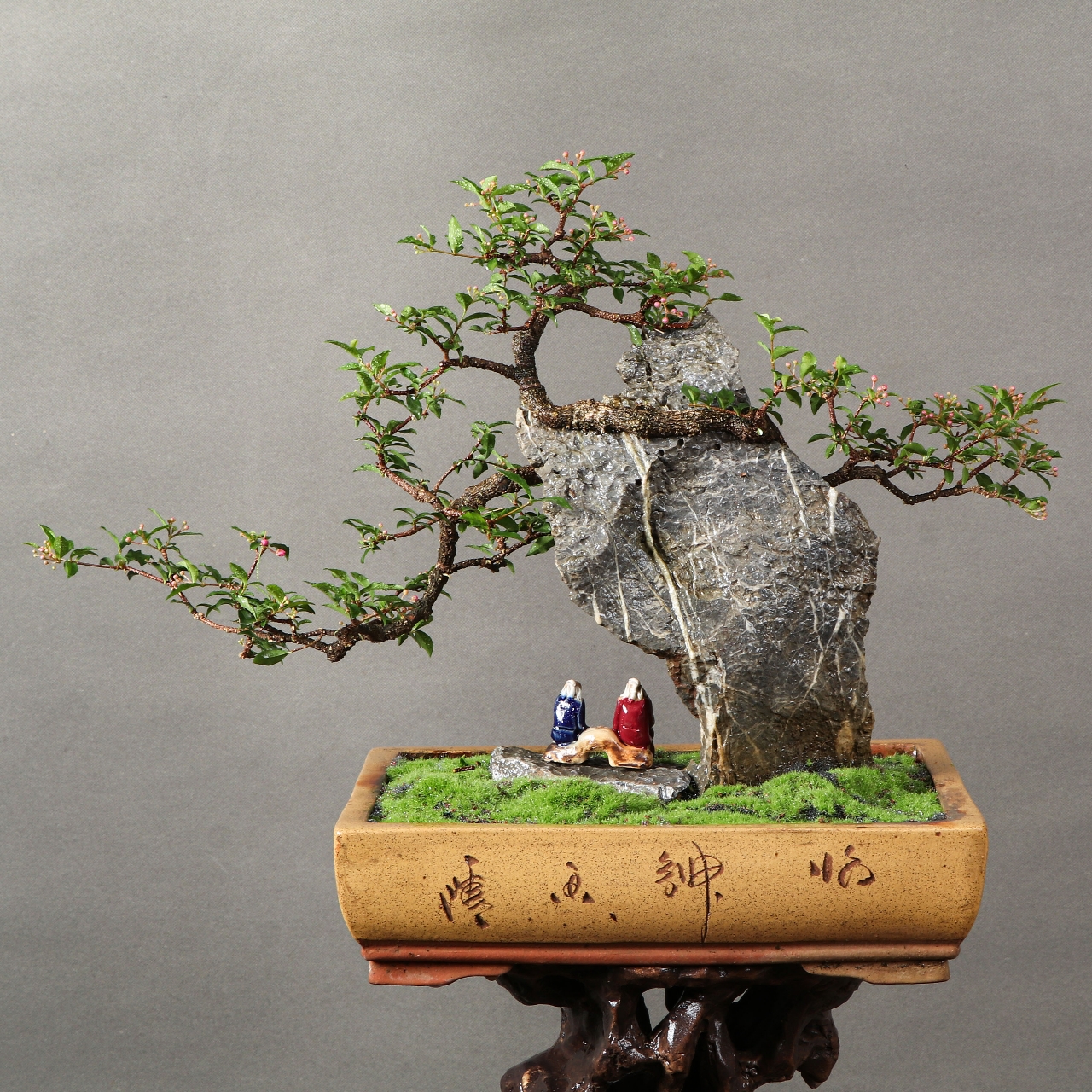 台湾李氏樱桃,抱石盆景,石树交融  我心中的宝藏物种!