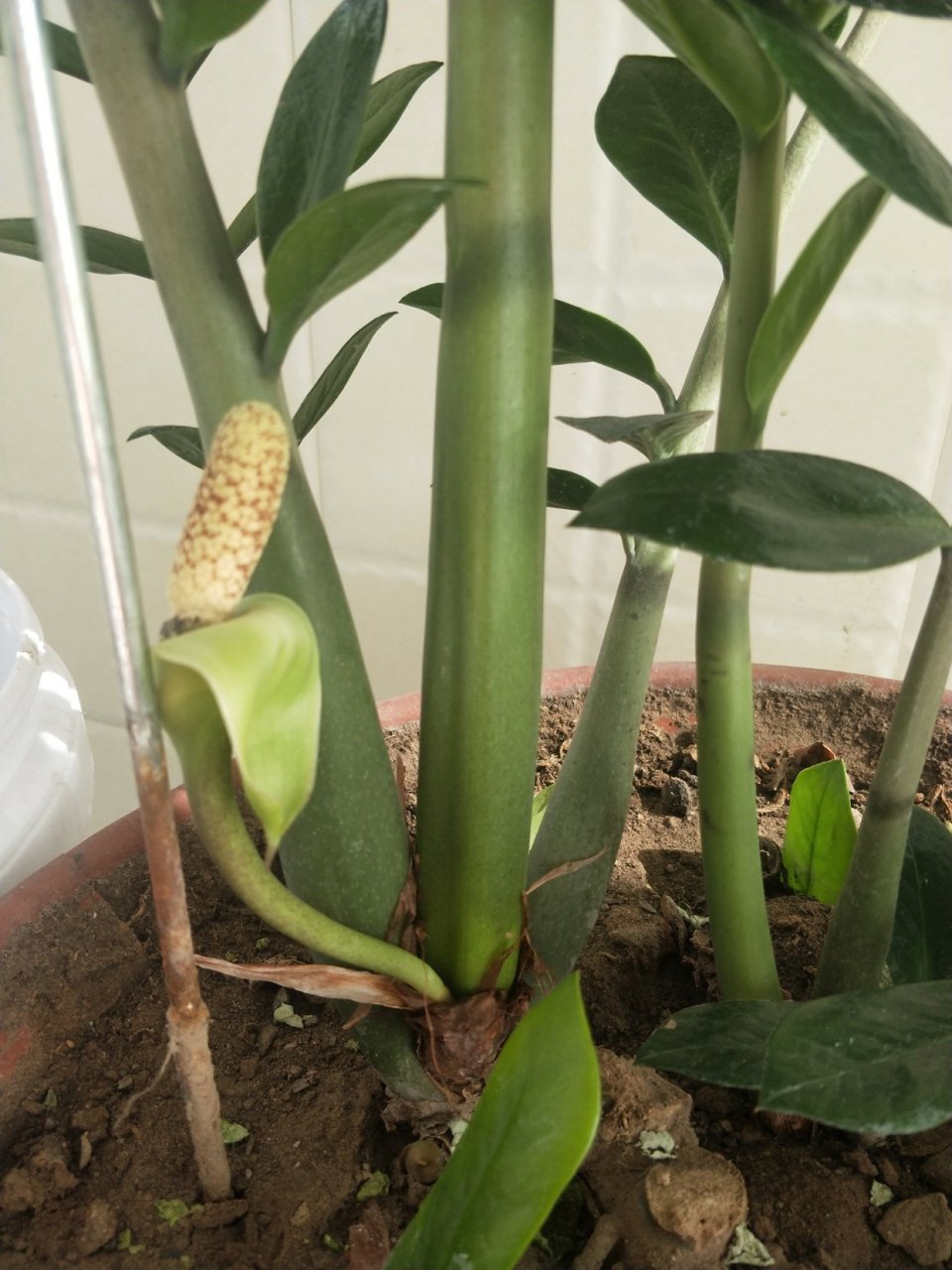 我养了三年的钱串子开花了