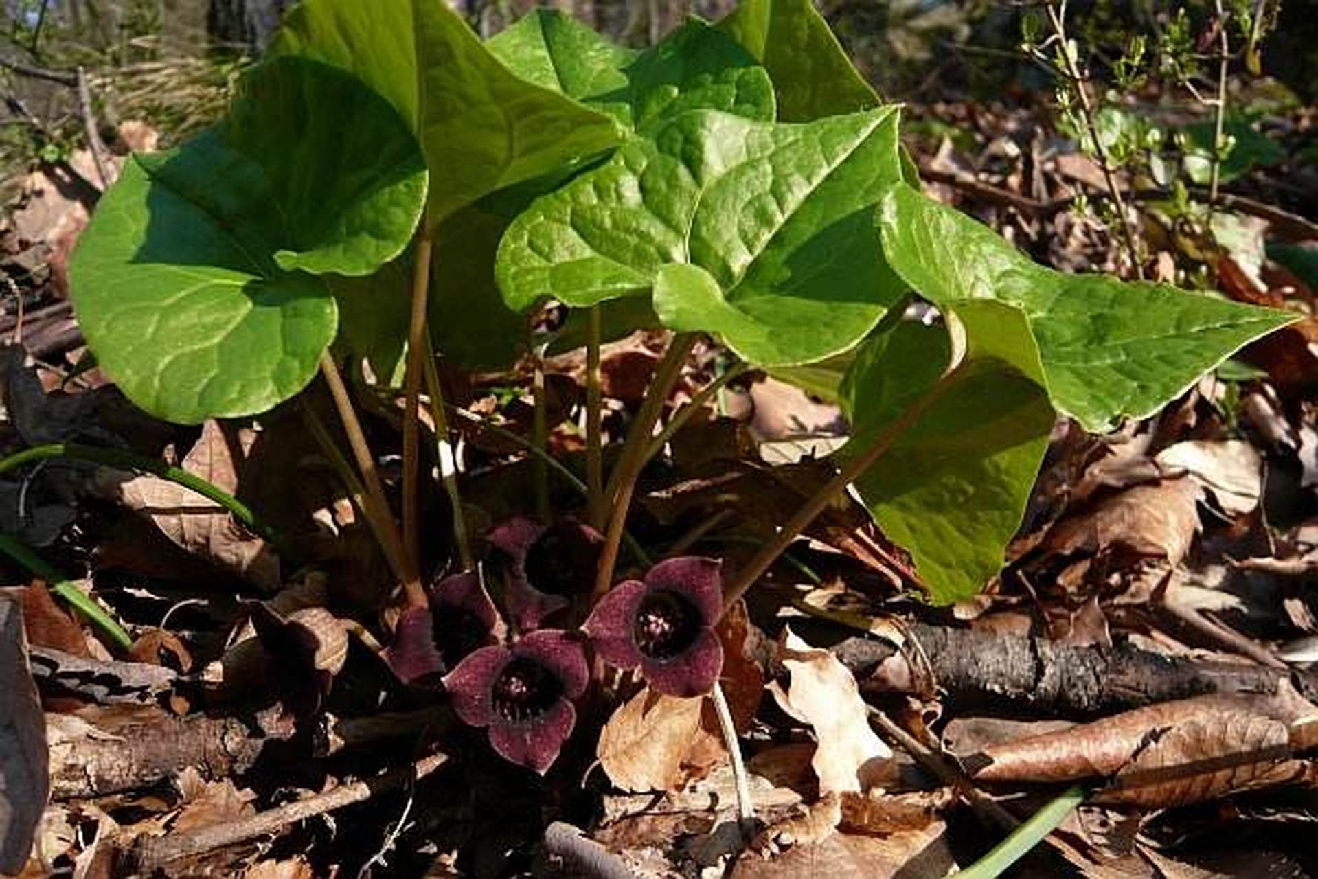 每天认识一种植物# 北细辛花及气味:花钟形,暗紫色,花被裂片反曲,气