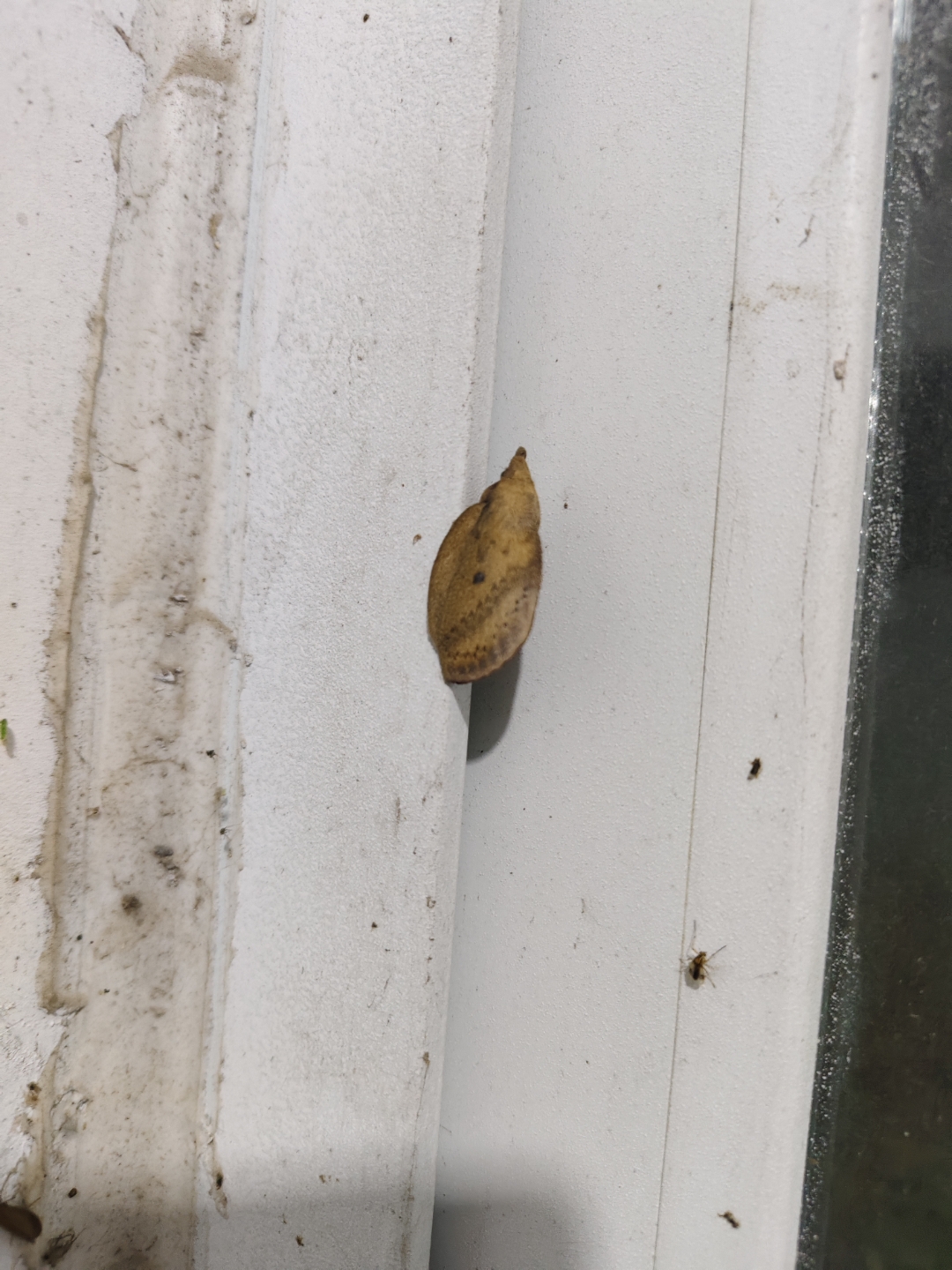 这是什么昆虫?像枯树叶一样,用识图软件也没查出来.