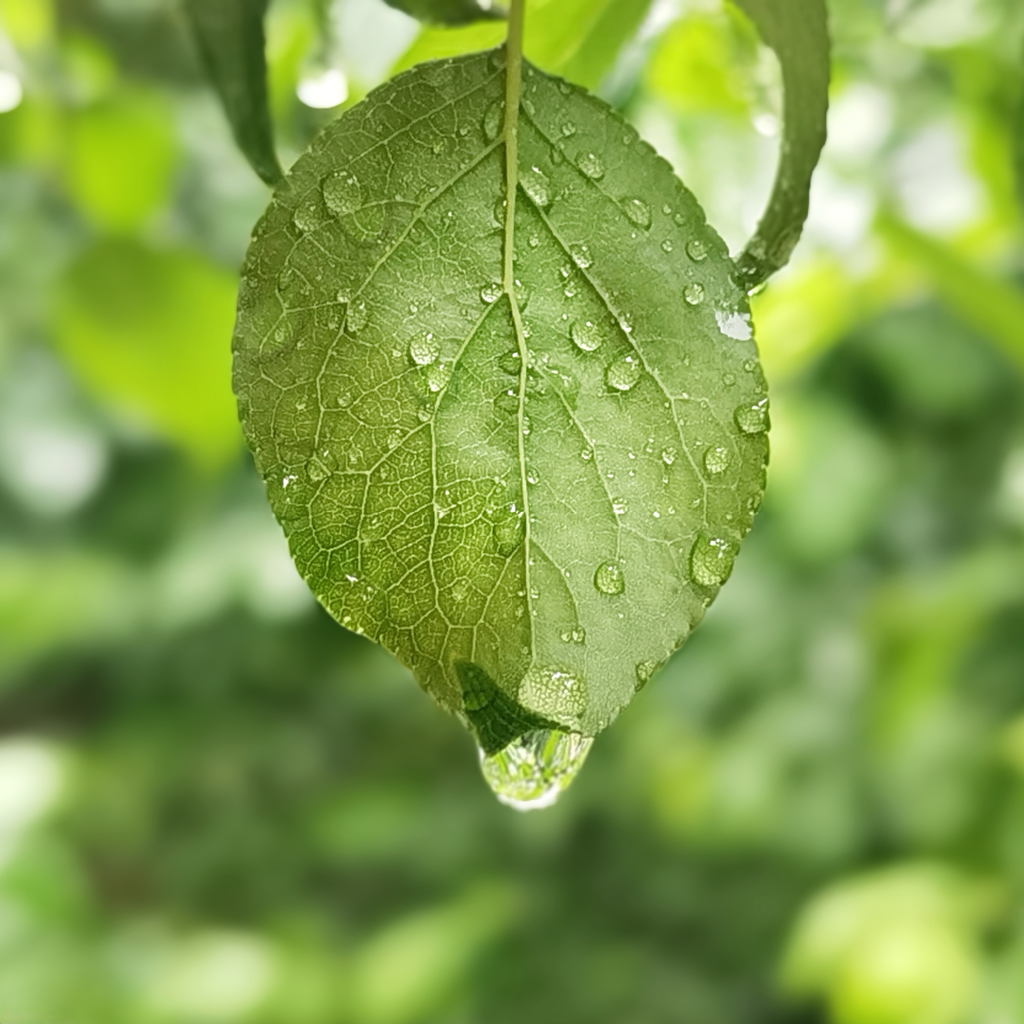 74漫步雨中,空气清新,大自然的美也随处可见,用手机记录下所见美好