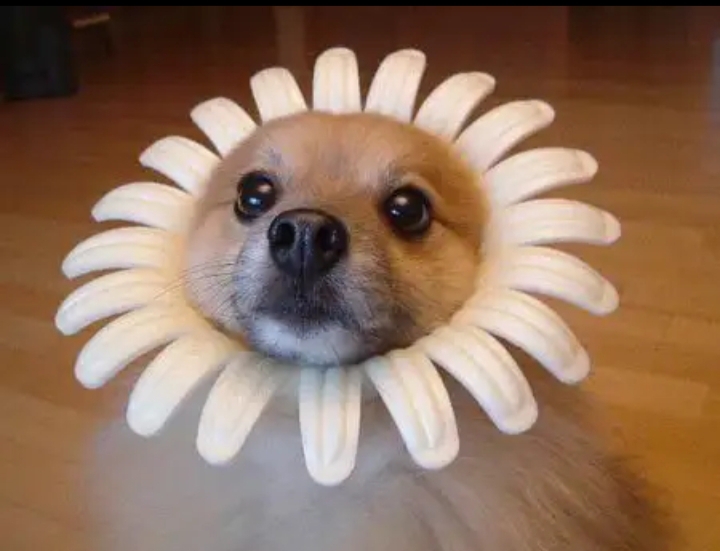 停更一天,因为头上开花了