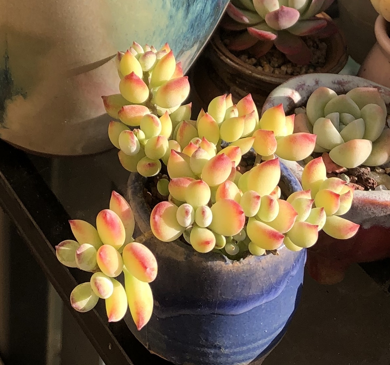 "生机勃勃的多肉植物,粉绿相间的色彩让人眼前一亮.