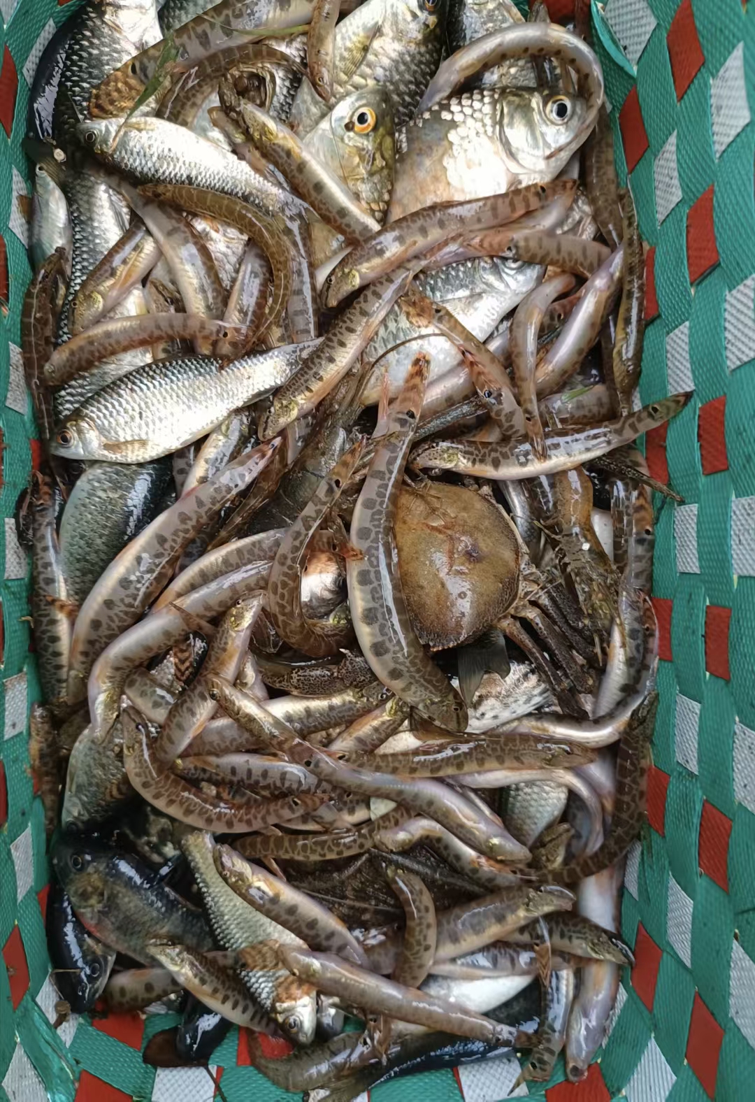 极品野生河鱼,可遇不可求!