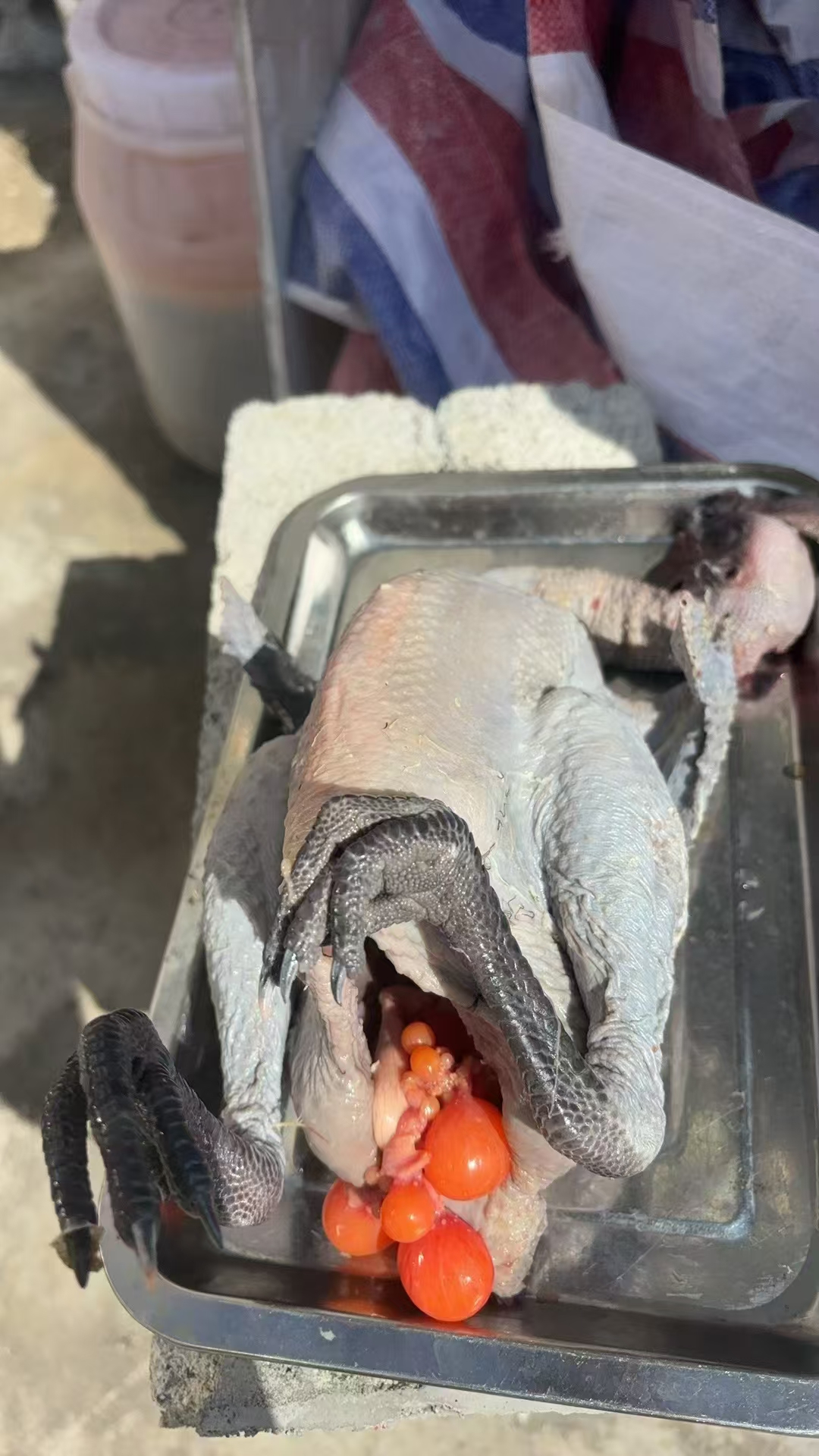 农村散养的非洲鸡,肉质很不一般!