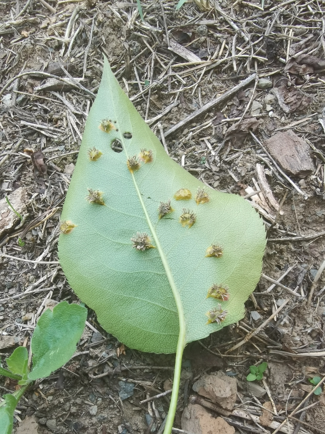 这是一片梨树叶