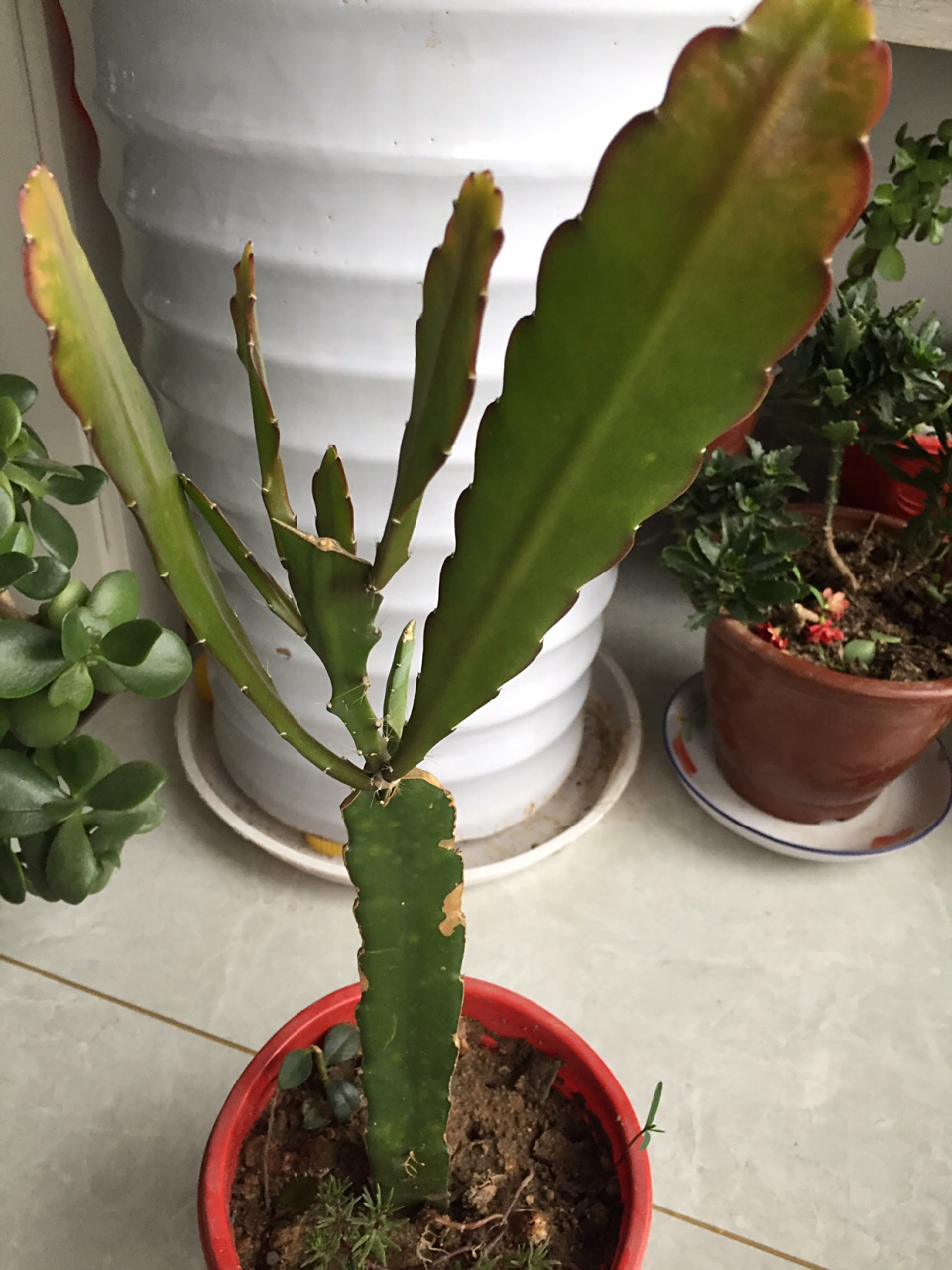 火龙果嫁接的令箭荷花