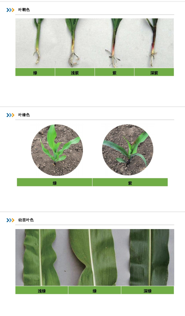 叶鞘图片