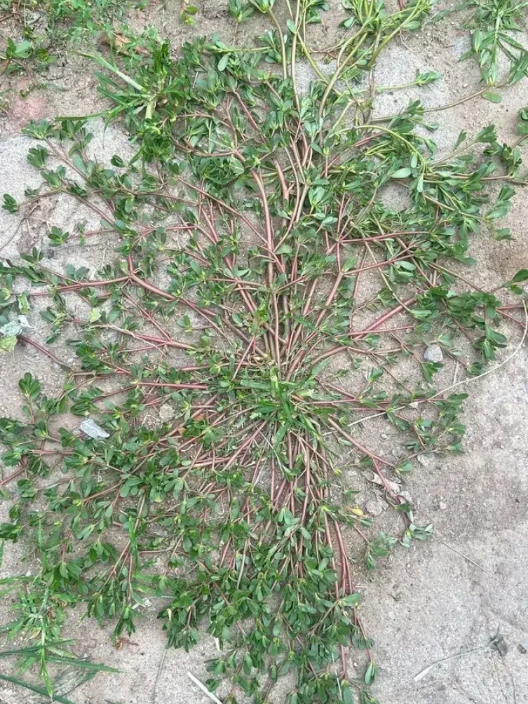 老公说这是野菜能蒸菜卷吃,我问他这是什么野菜,老公想不起名字了,他