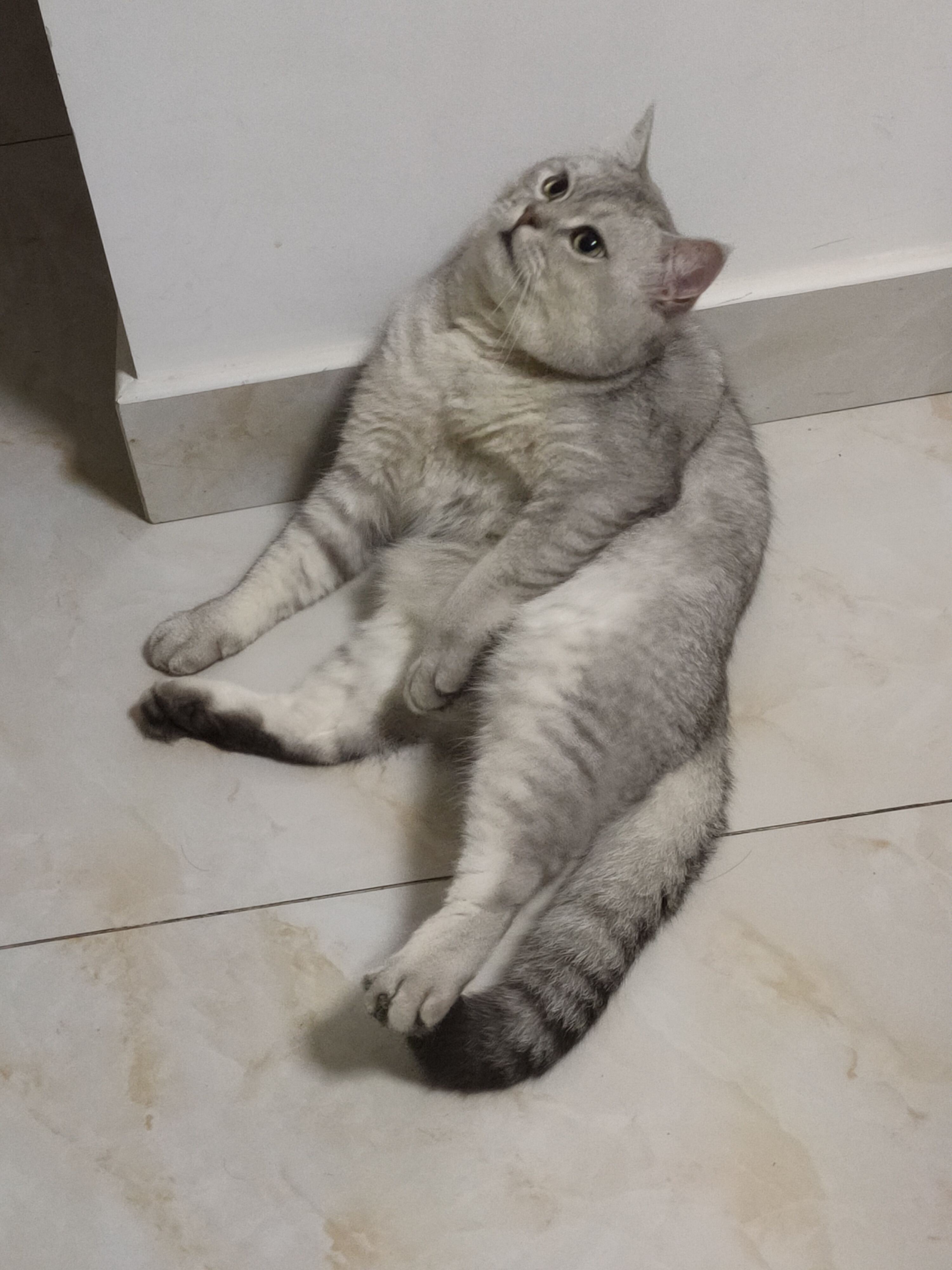 这猫是不是成精了?自己歪头杀自己玩儿