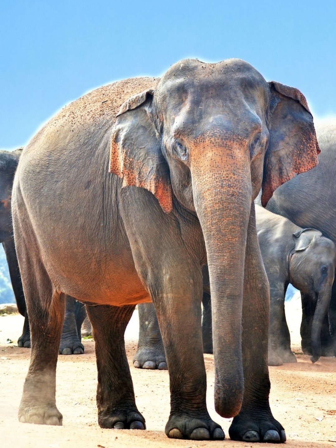 我厌恶的9499动物:大象(我国一级保护),犀牛,猴子(我国二级保护)