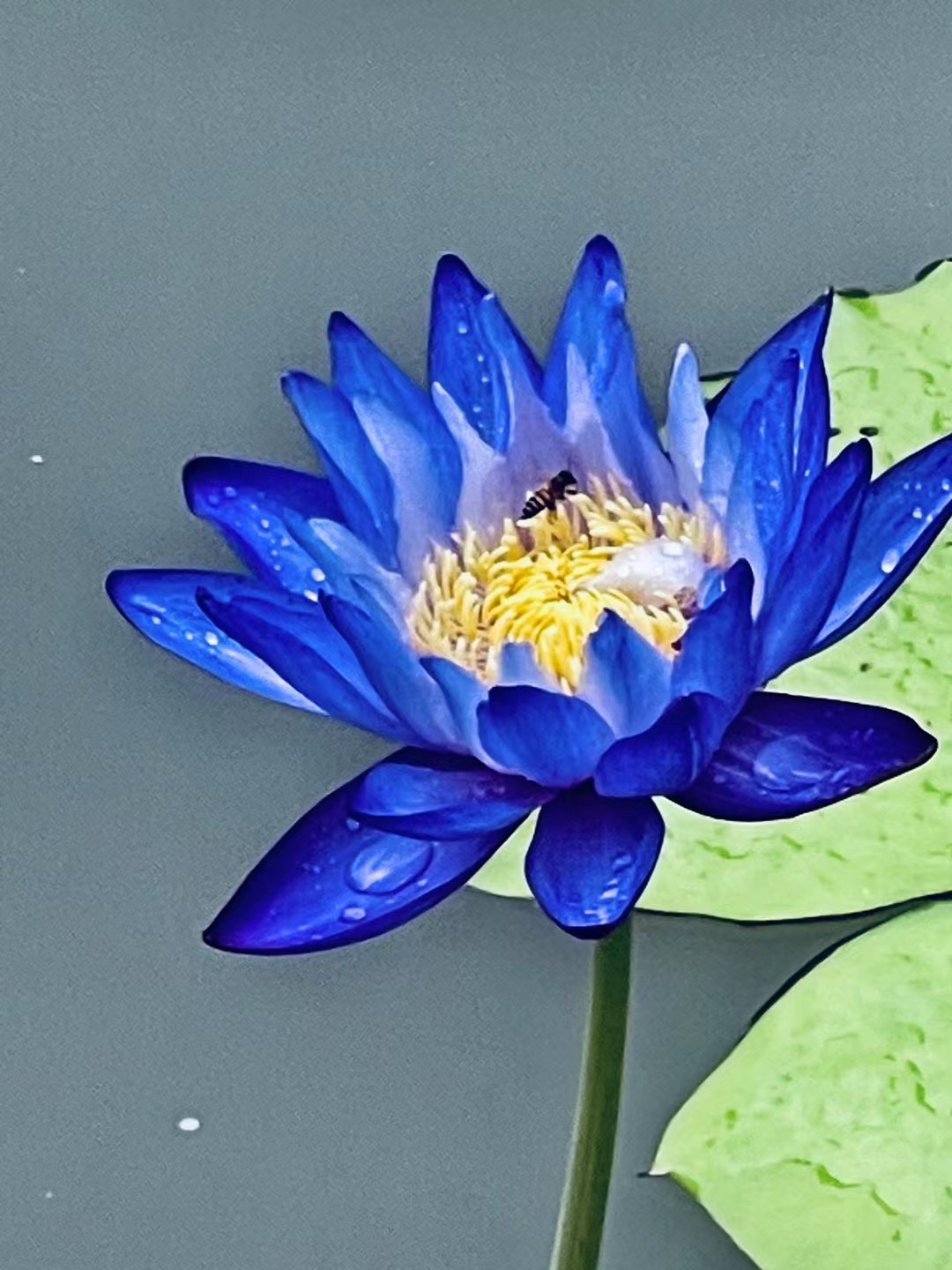 各国国花:埃及🇪🇬国花——蓝睡莲