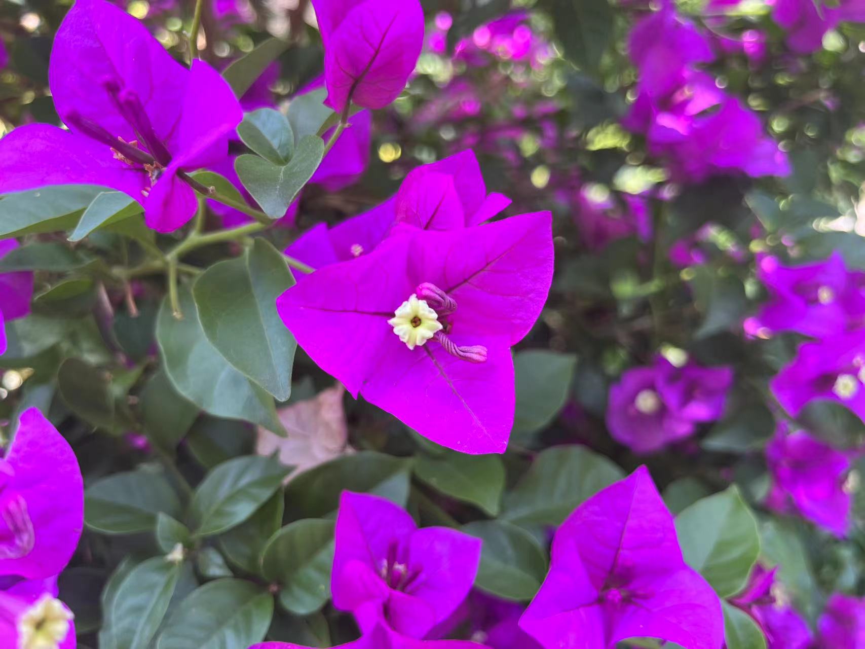 各国国花:赞比亚国花