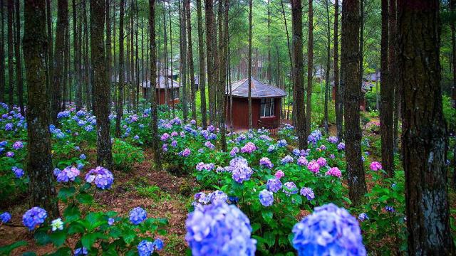 重庆大木花谷景区门票图片