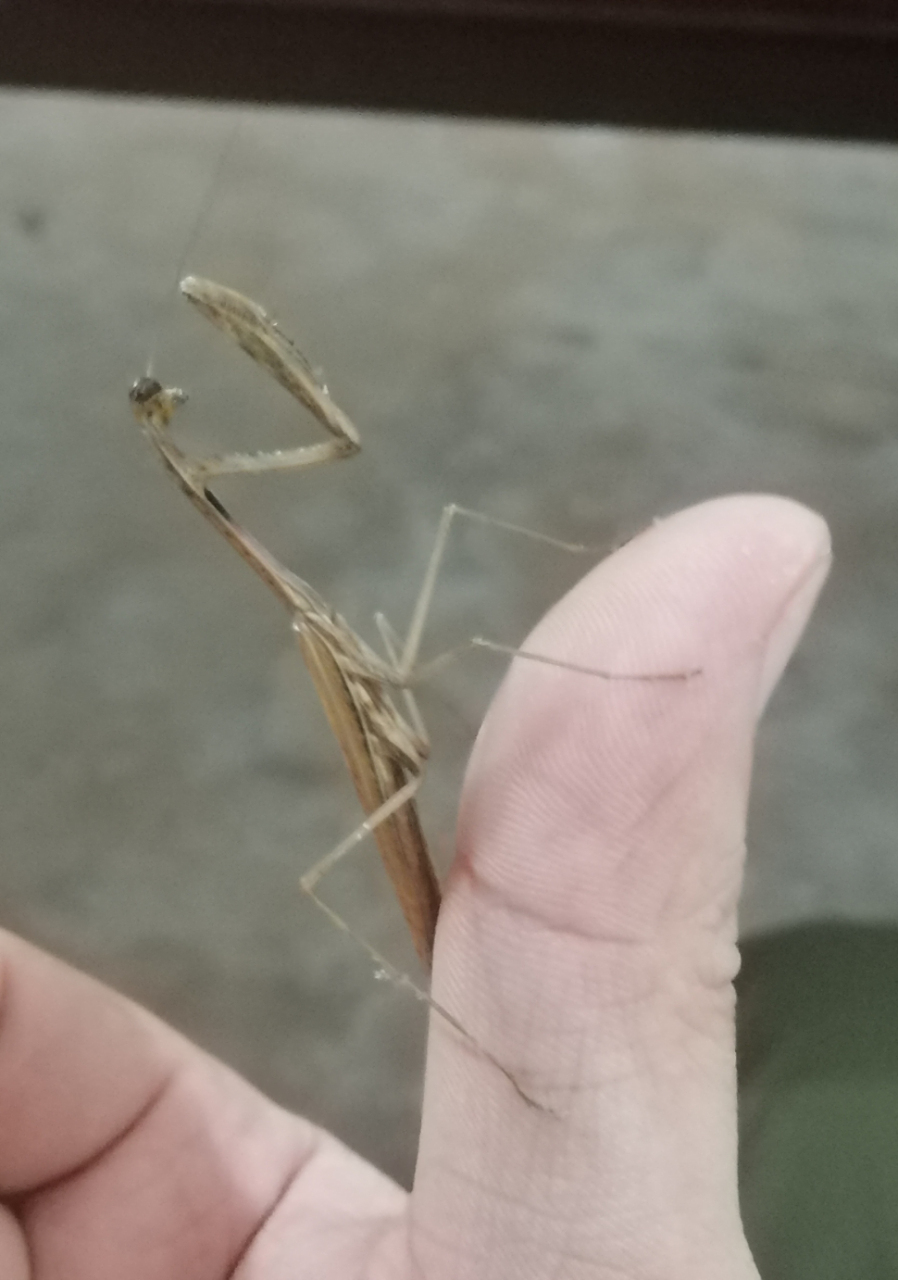 秋螳螂,螳螂本来是翠绿的,没有及时飞走和冬眠的,会因为温度降低而不