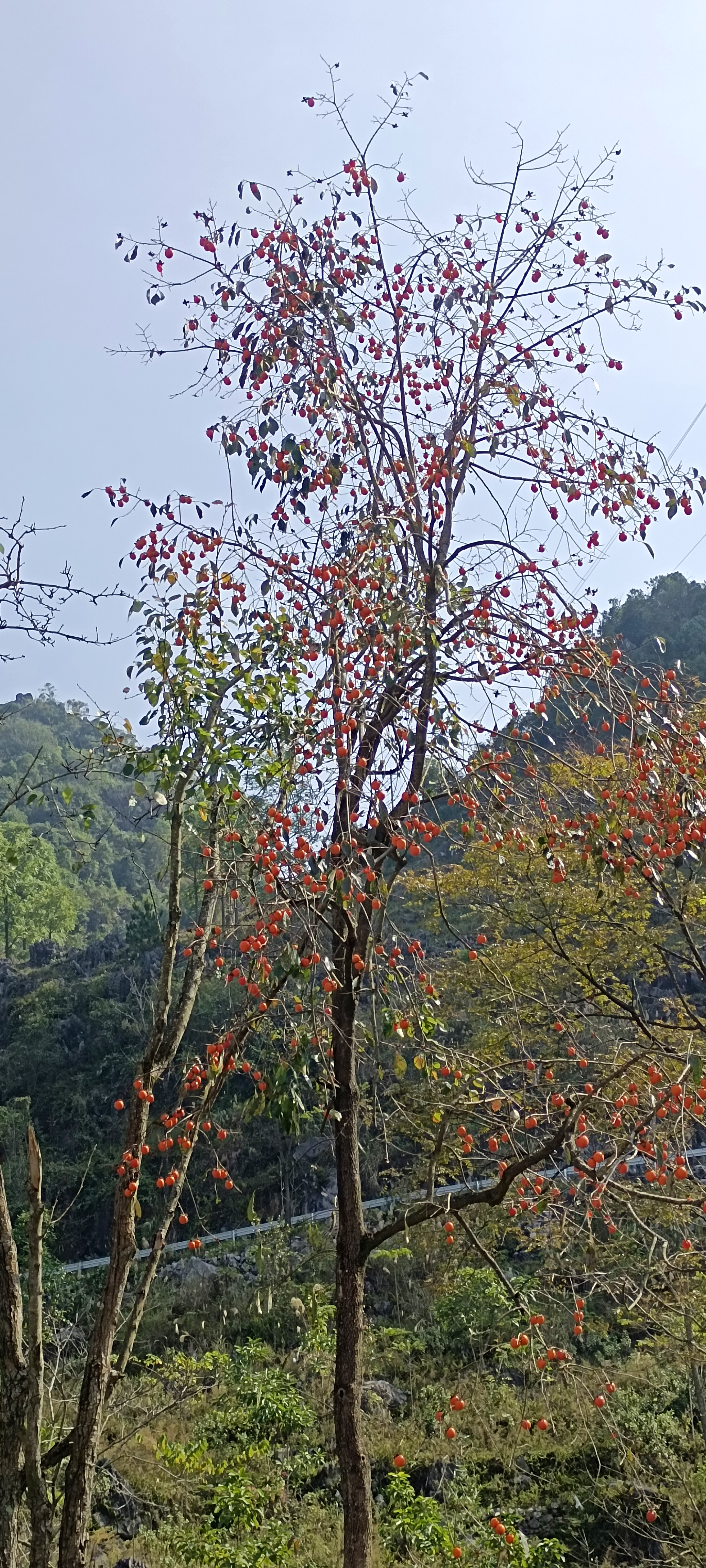 红彤彤的柿子,特别的好看