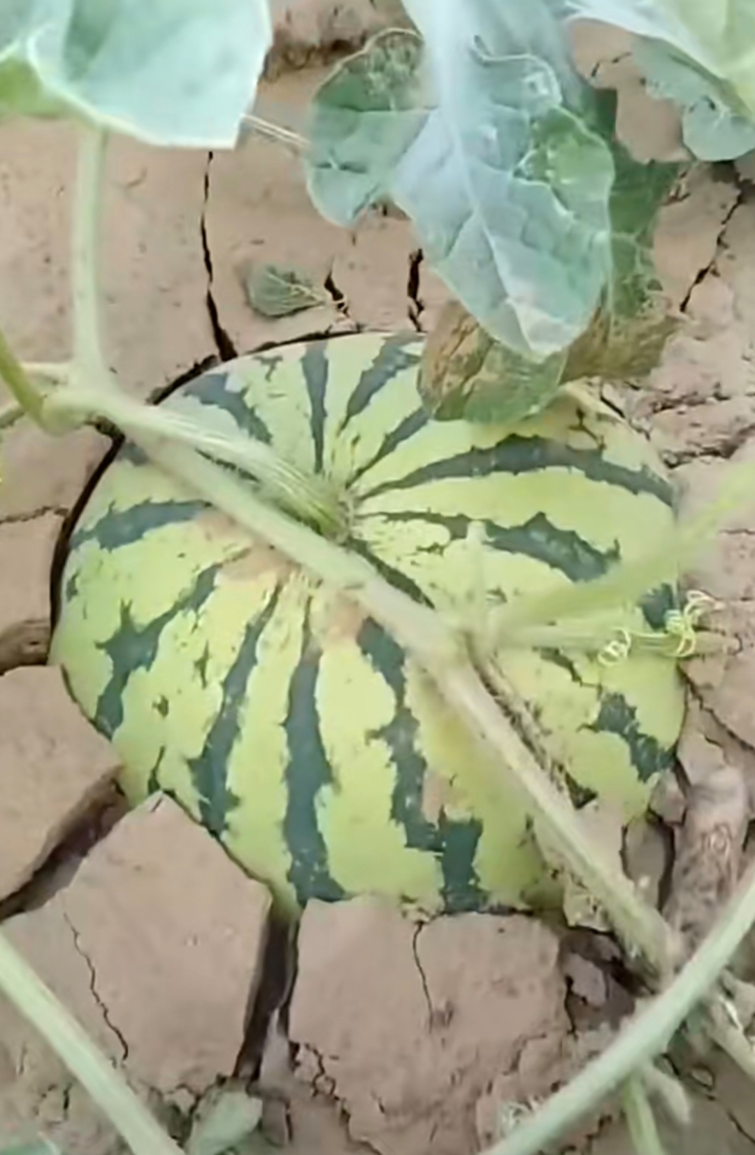 这西瓜竟然是长在地上的,看起来很奇怪,还是头一回见,从地上长出来的