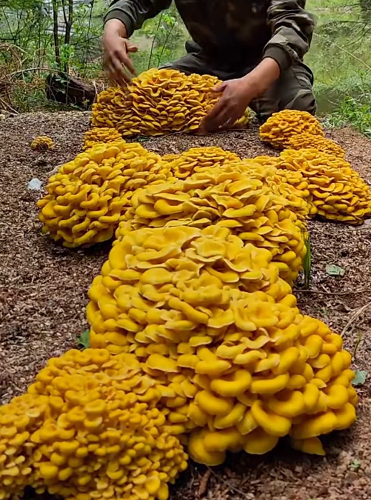 就是不知道好不好吃,有人吃过这种蘑菇没?