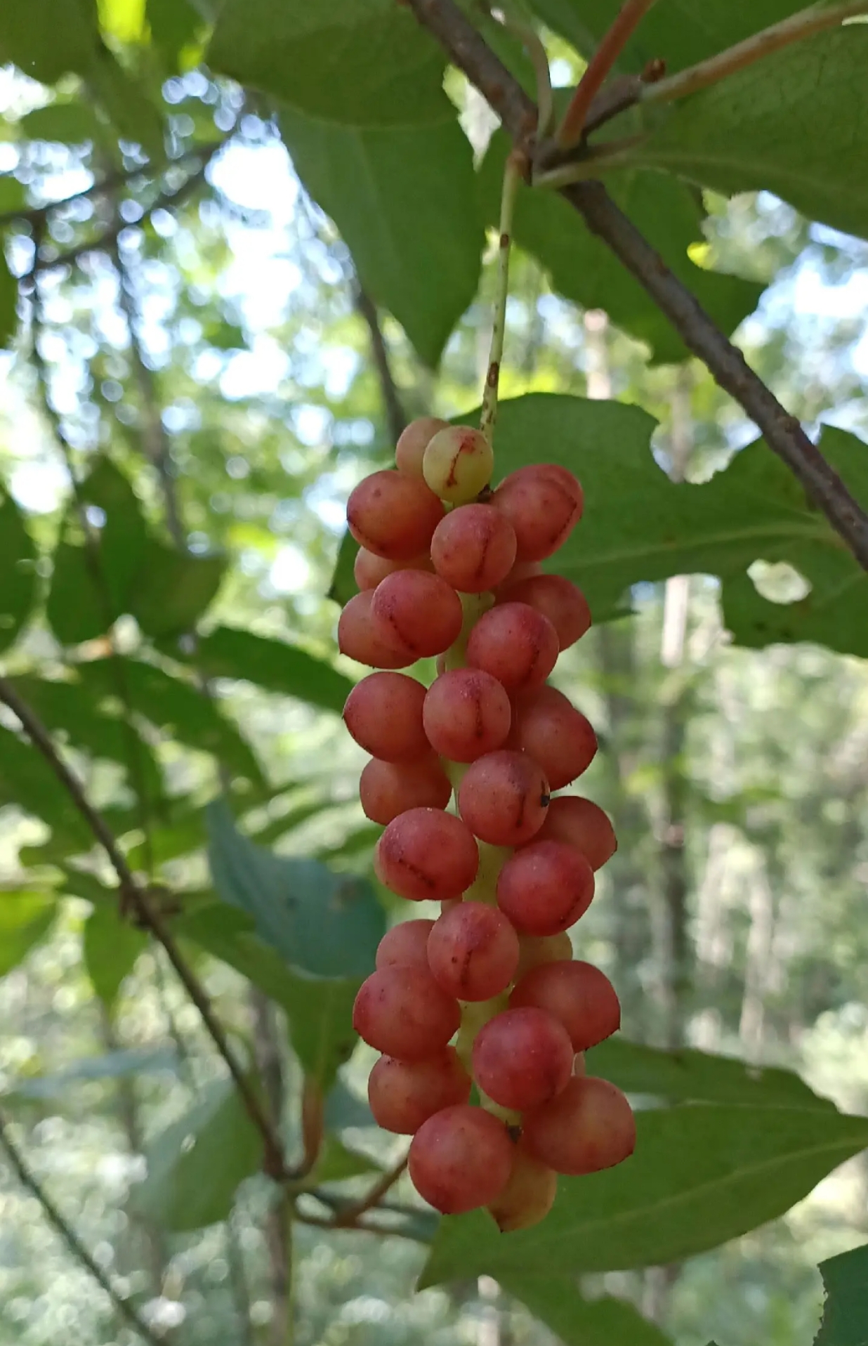 现在能够在山上遇到成熟的野葡萄,也算是个奇迹,能够遇到一次也全凭