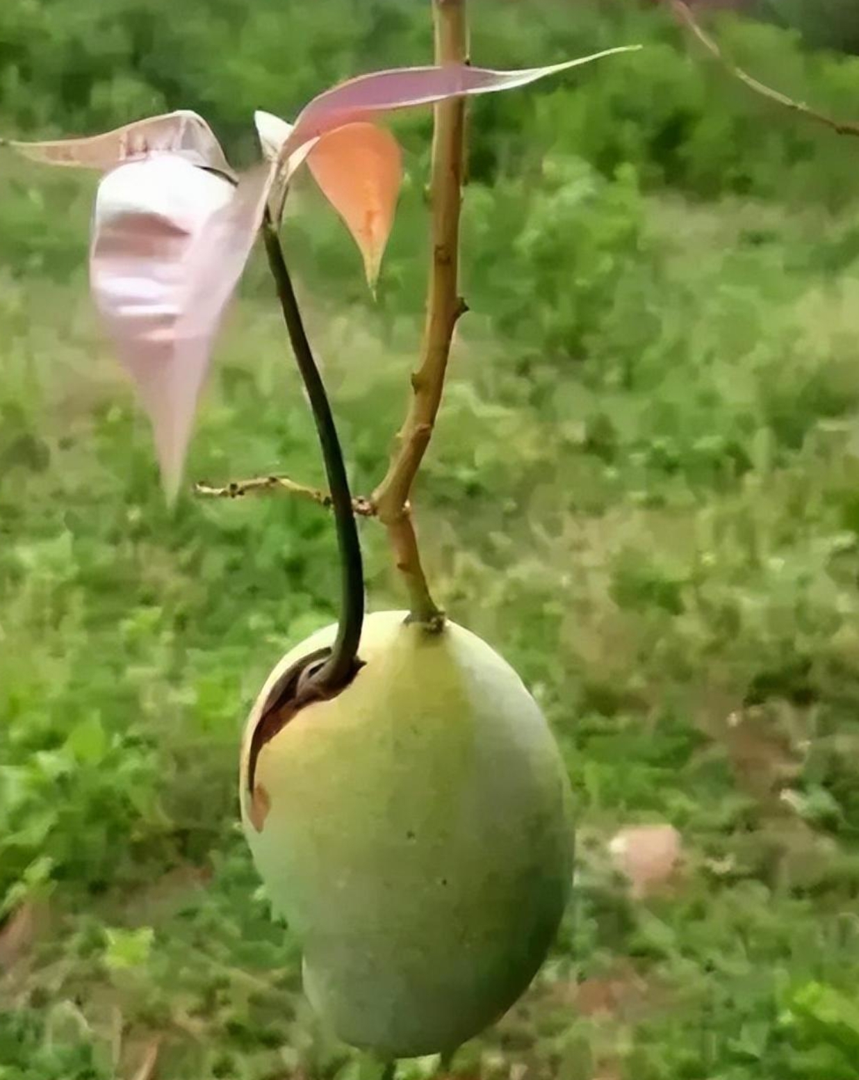 这个芒果挺有自己的思想的啊.