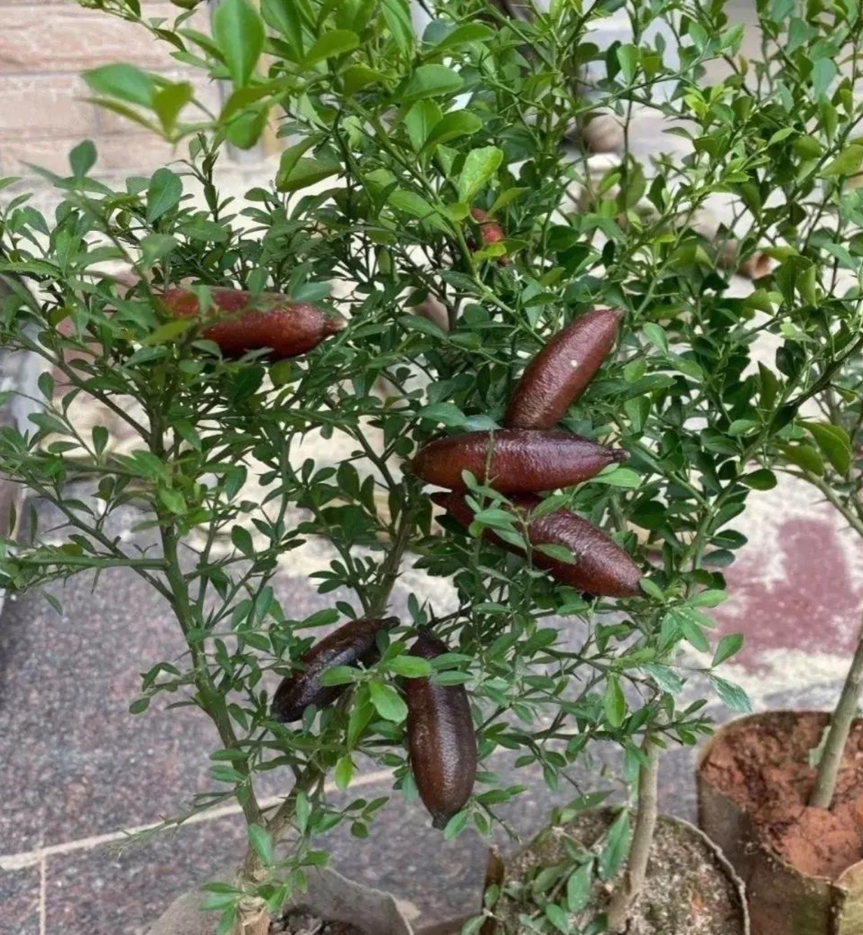 看这棵又像橘子树的果树,但是长出来的却是紫黑色的果子,没见过这种